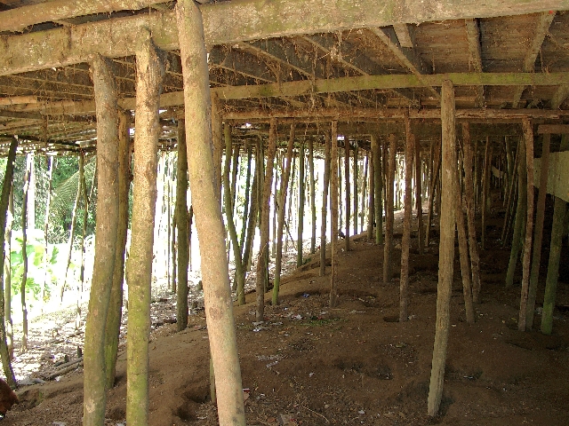 Blick unter ein Iban Langaus  in Batang Ai auf Borneo